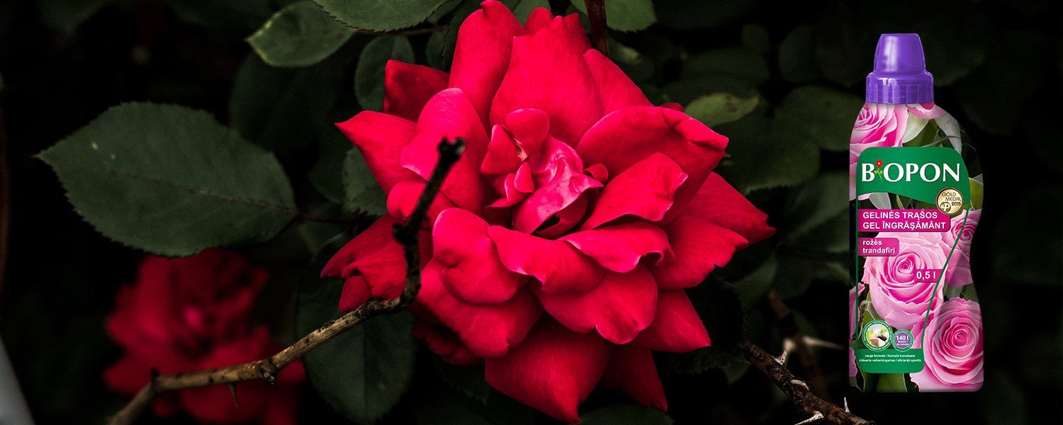 Ingrasamant trandafiri Biopon